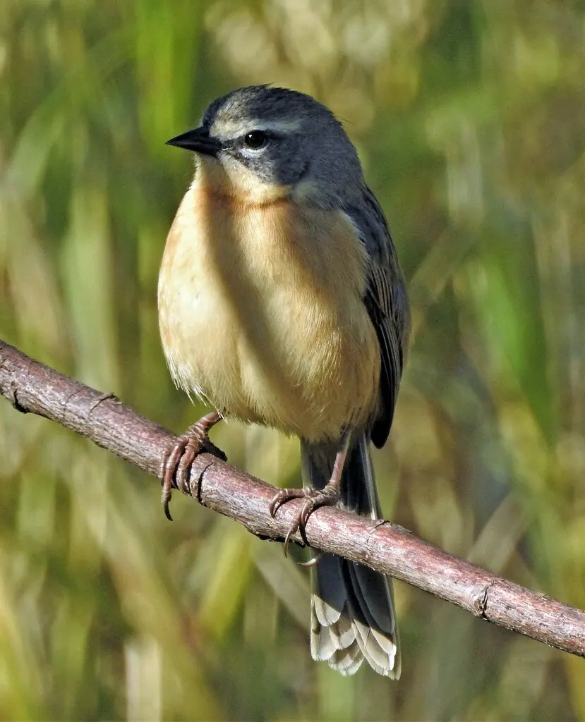 长尾芦雀(Donacospiza albifrons)