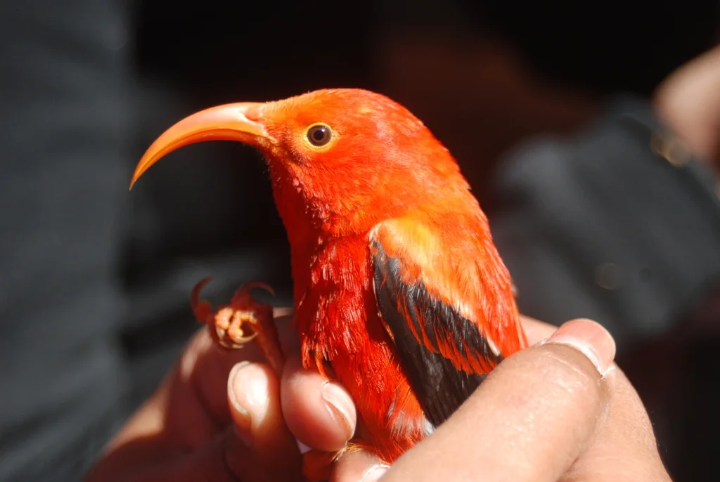镰嘴管舌雀(Drepanis coccinea)