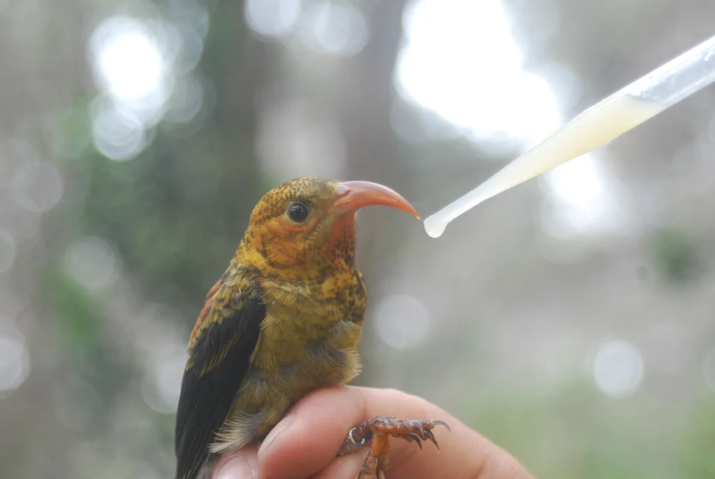 镰嘴管舌雀(Drepanis coccinea)