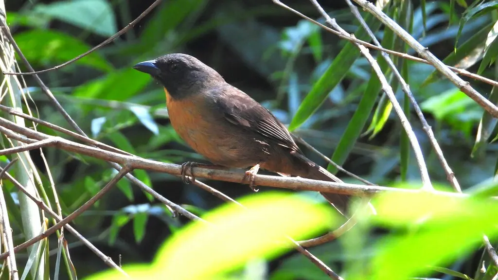 黑颊蚁唐纳雀（Driophlox atrimaxillaris）