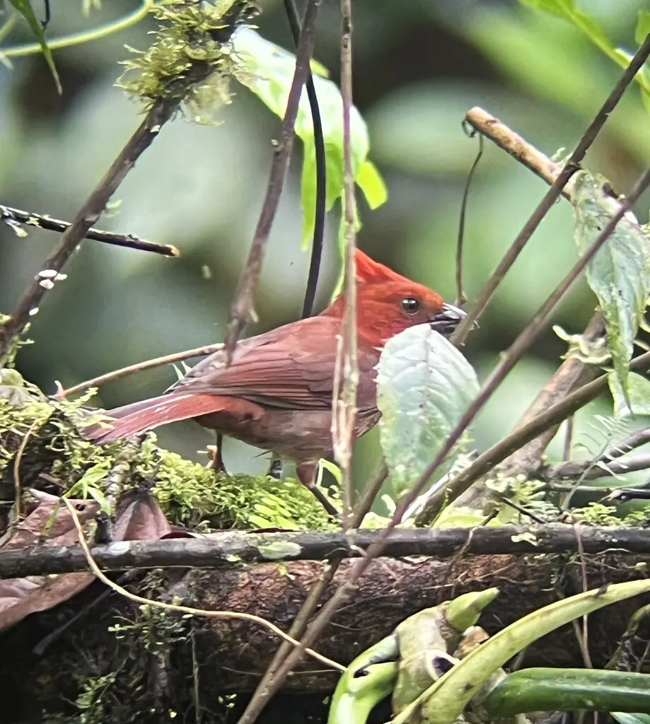 红冠蚁唐纳雀(Driophlox cristata)