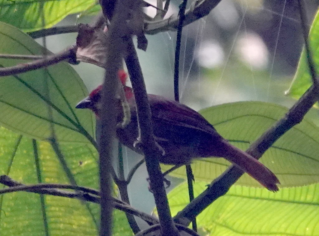红冠蚁唐纳雀(Driophlox cristata)