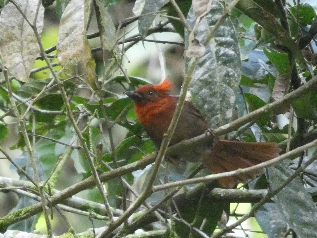 红冠蚁唐纳雀(Driophlox cristata)