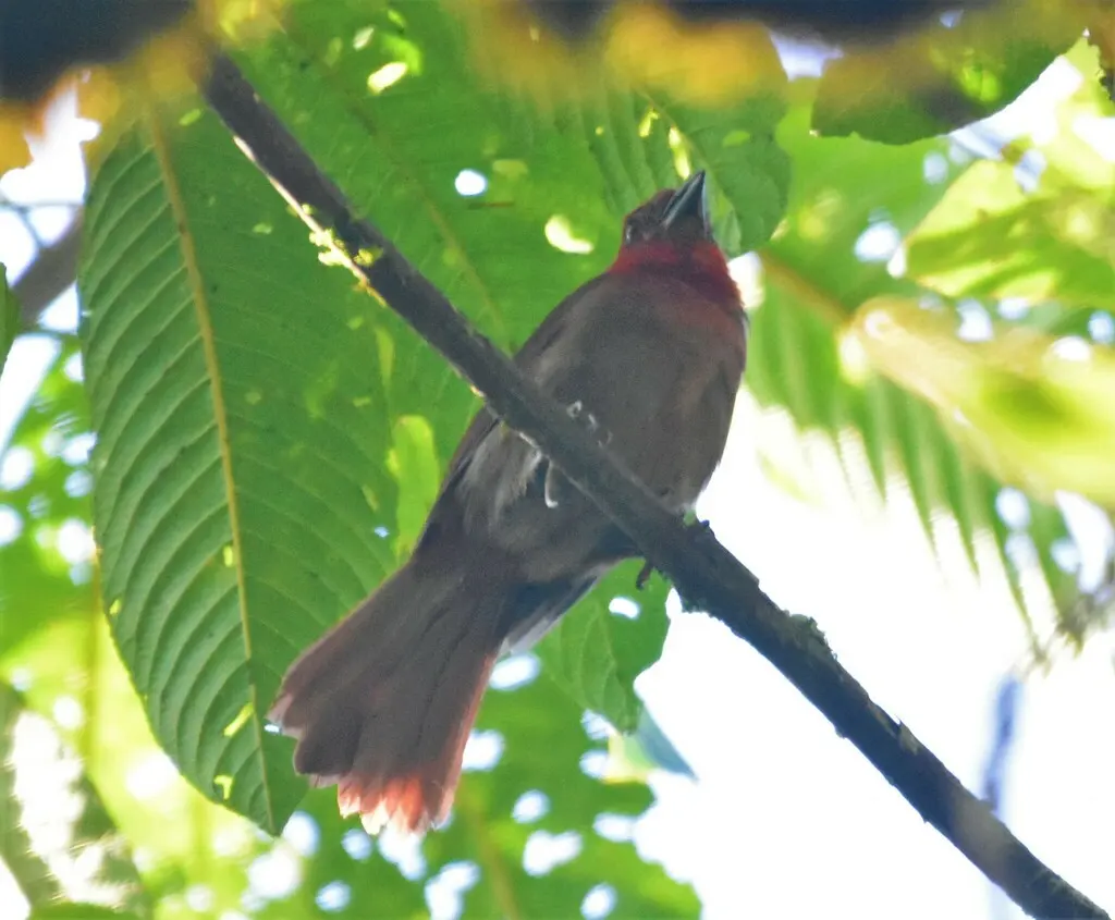 红冠蚁唐纳雀(Driophlox cristata)