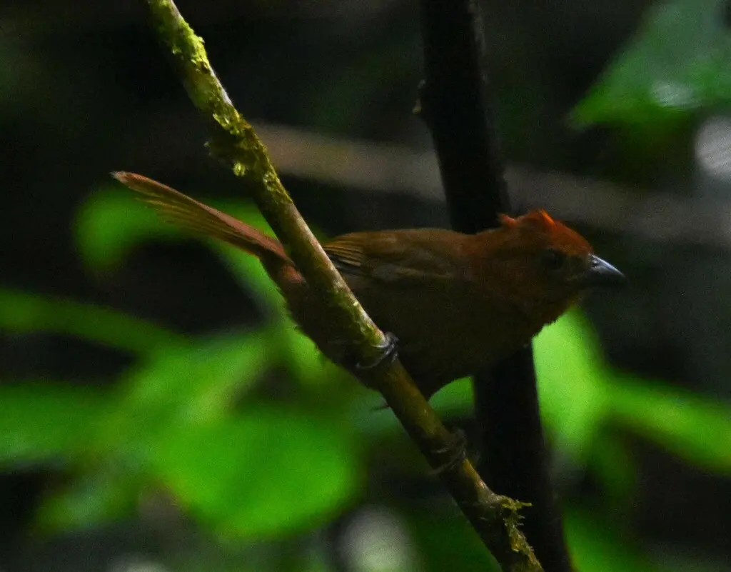 红冠蚁唐纳雀(Driophlox cristata)