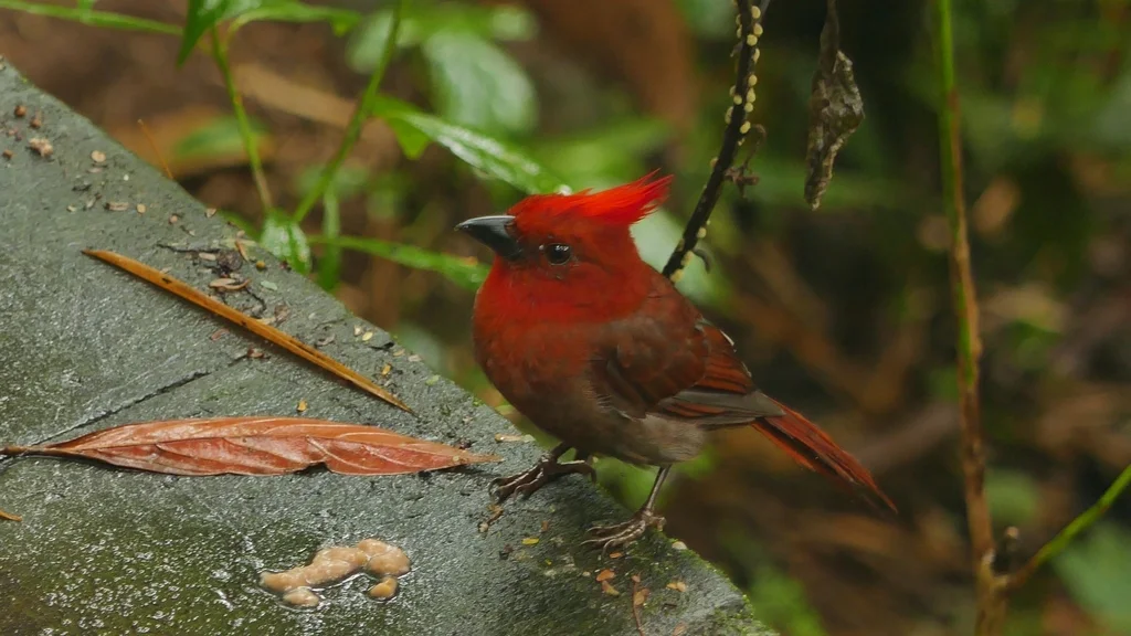 红冠蚁唐纳雀(Driophlox cristata)