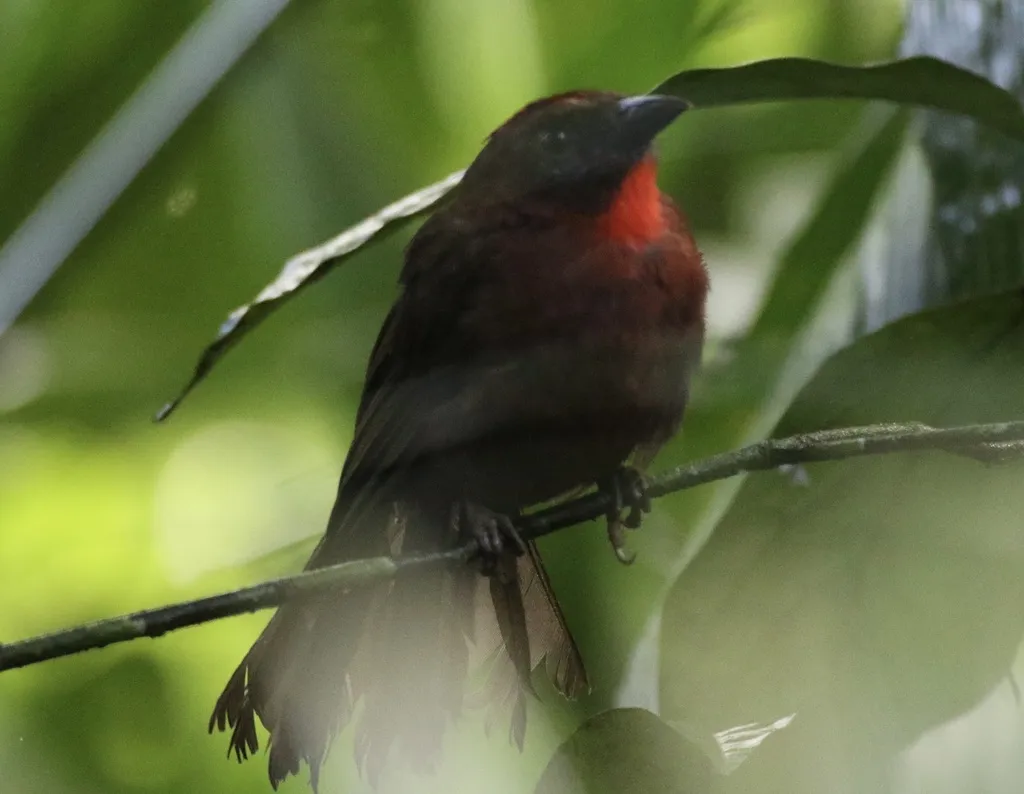 红喉蚁唐纳雀(Driophlox fuscicauda)