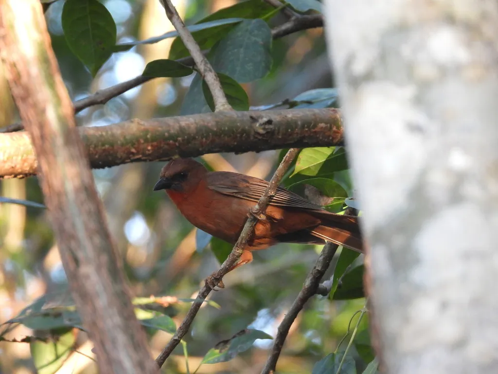 红喉蚁唐纳雀(Driophlox fuscicauda)