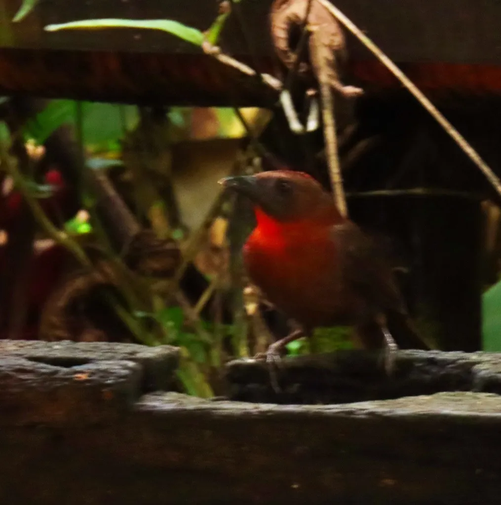 红喉蚁唐纳雀(Driophlox fuscicauda)