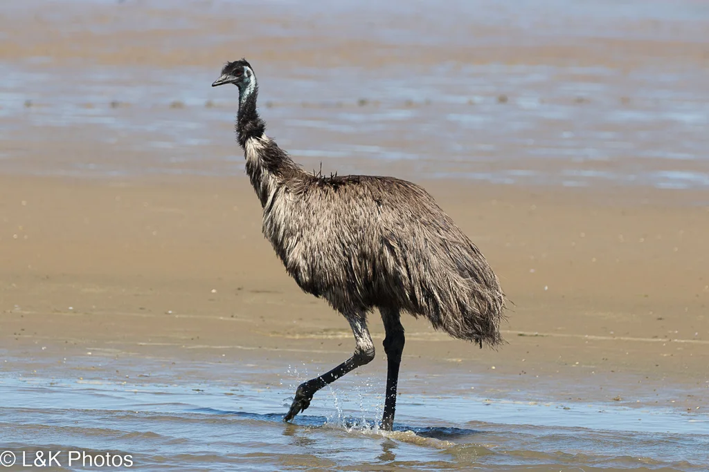 鸸鹋(Dromaius novaehollandiae)