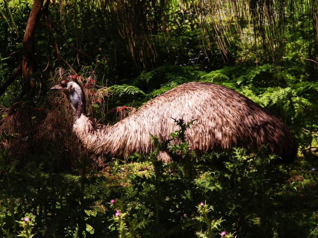 鸸鹋(Dromaius novaehollandiae)