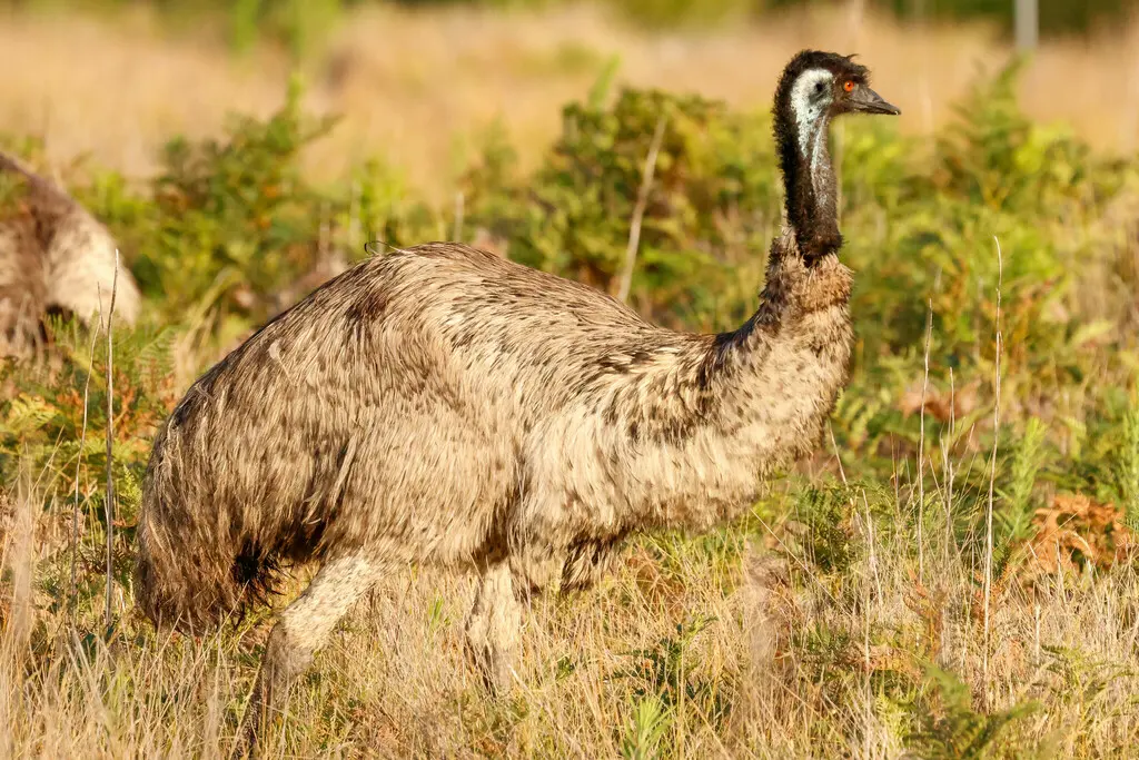 鸸鹋(Dromaius novaehollandiae)
