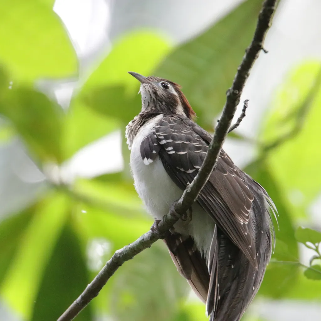 雉鹃(Dromococcyx phasianellus)