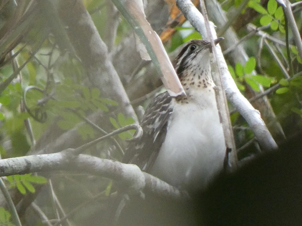雉鹃(Dromococcyx phasianellus)