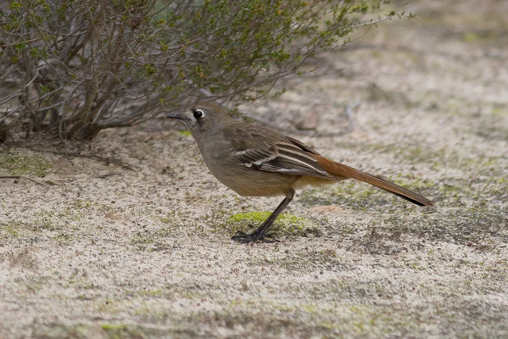 栗腰薮鸲(Drymodes brunneopygia)