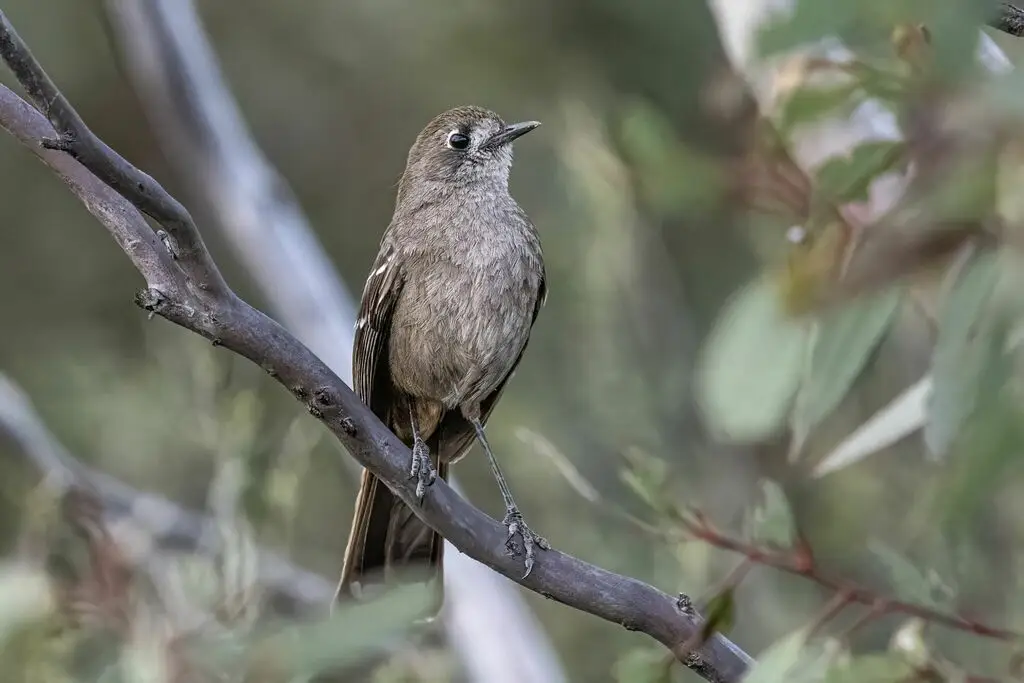 栗腰薮鸲(Drymodes brunneopygia)