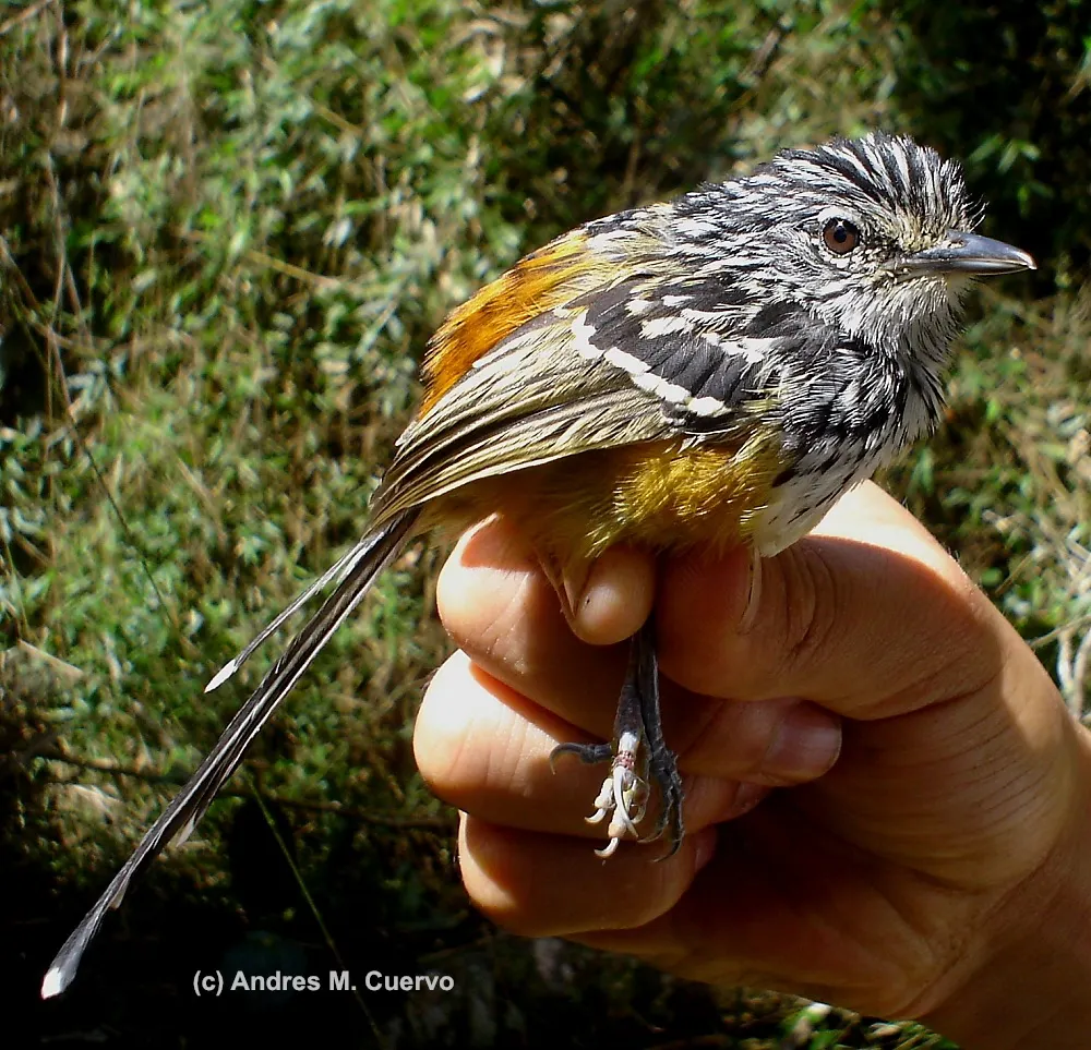 长尾蚁鸟(Drymophila caudata)