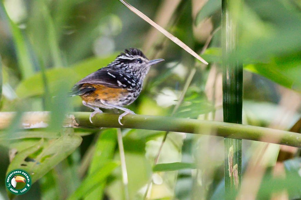 赭腰蚁鸟(Drymophila ochropyga)