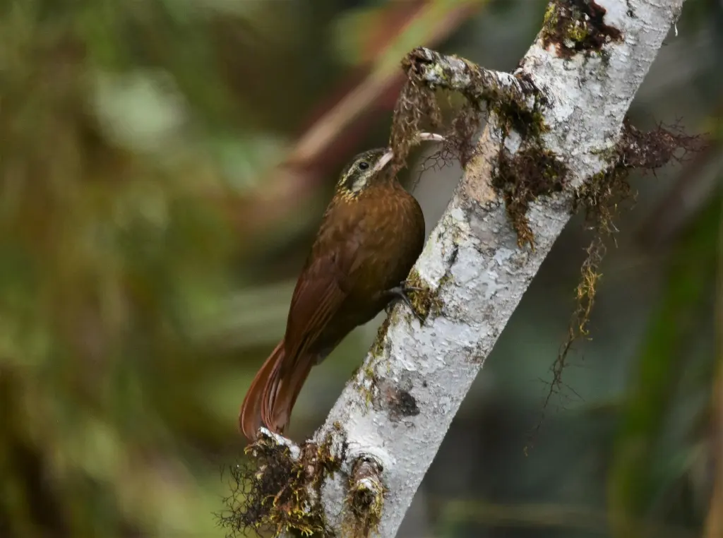大镰嘴䴕雀(Drymotoxeres pucheranii)