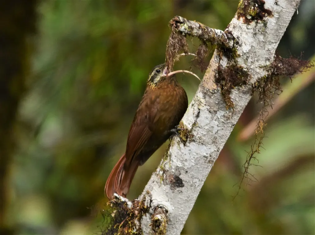 大镰嘴䴕雀(Drymotoxeres pucheranii)