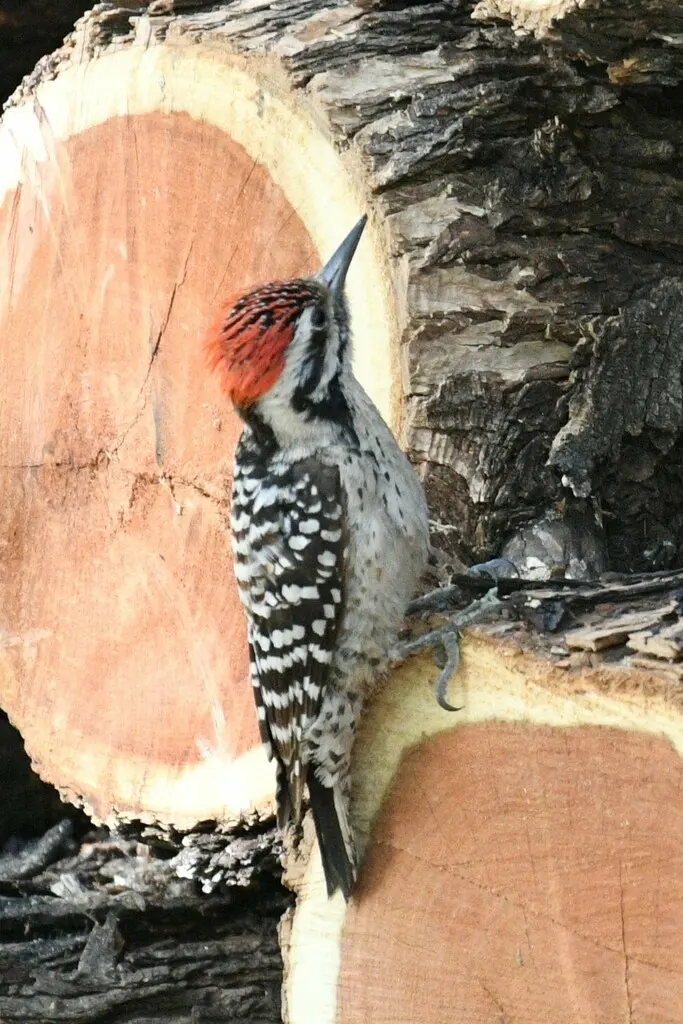纹背啄木鸟(Dryobates scalaris)