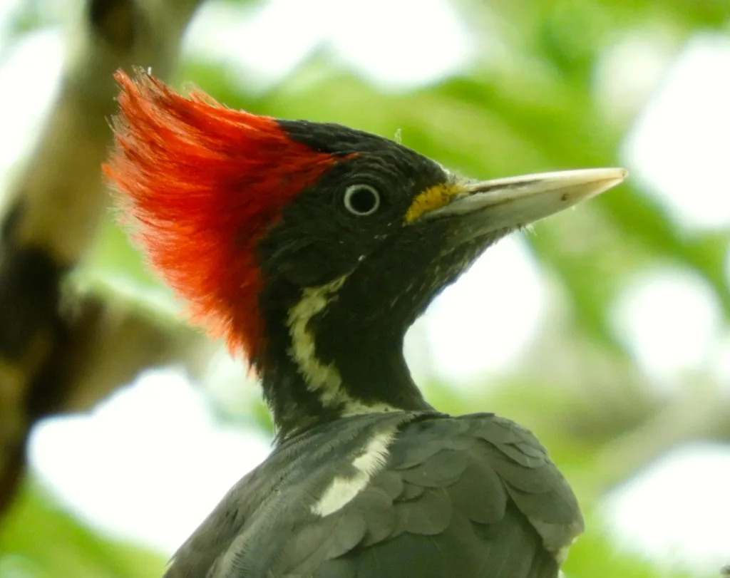 细纹黑啄木鸟(Dryocopus lineatus)