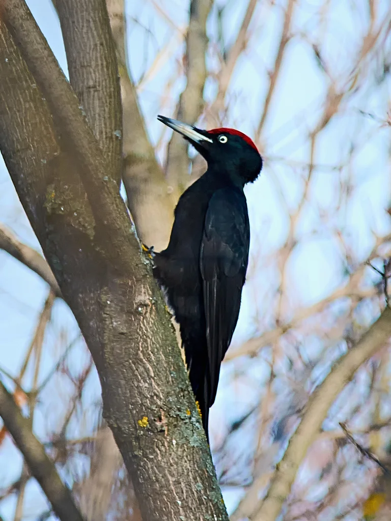 黑啄木鸟（Dryocopus martius）