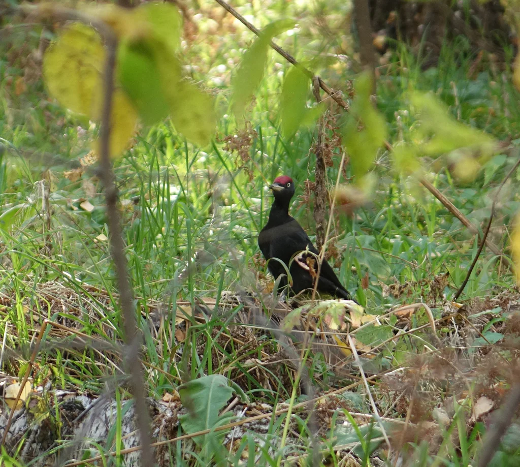 黑啄木鸟(Dryocopus martius)