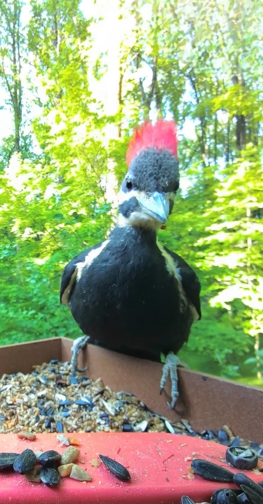 北美黑啄木鸟(Dryocopus pileatus)