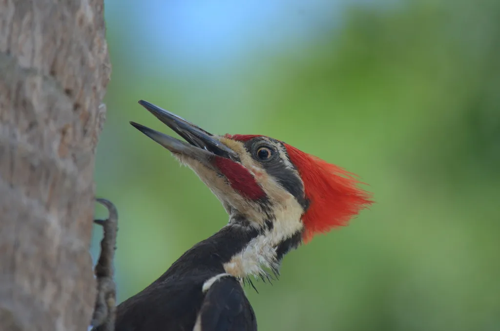 北美黑啄木鸟(Dryocopus pileatus)