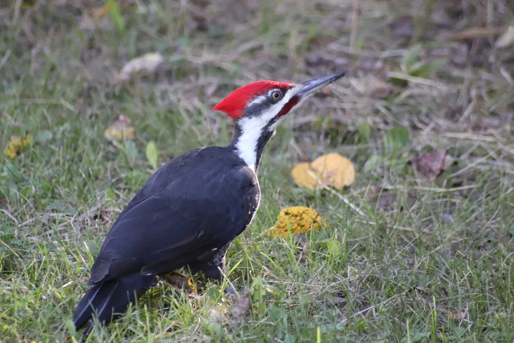 北美黑啄木鸟(Dryocopus pileatus)