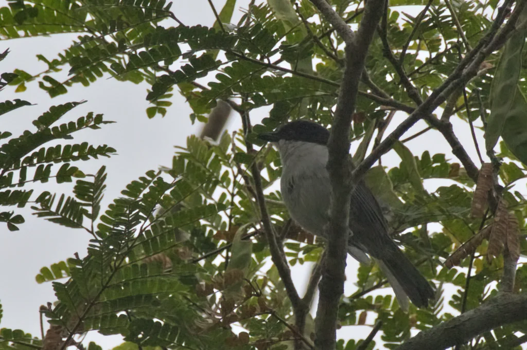 红腿蓬背鵙(Dryoscopus angolensis)