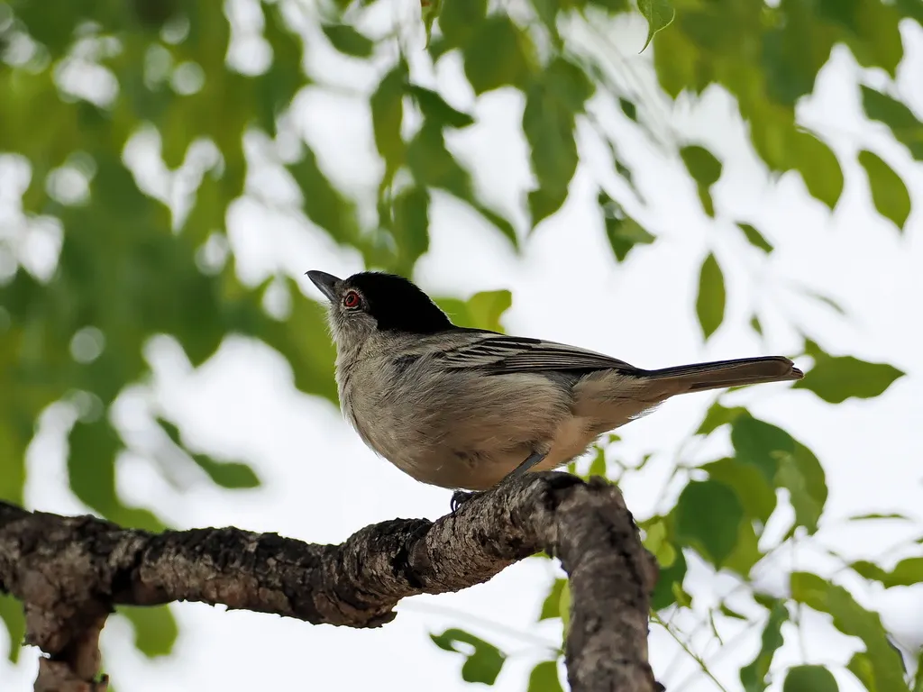 黑背蓬背鵙(Dryoscopus cubla)