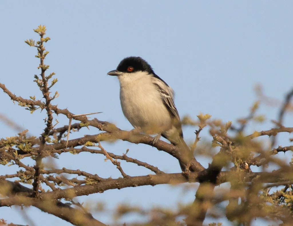 蓬背鵙(Dryoscopus gambensis)