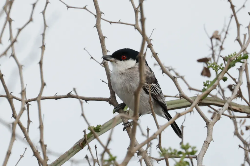 普氏篷背鵙(Dryoscopus pringlii)
