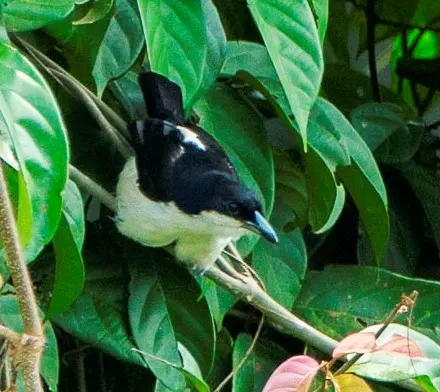 大嘴蓬背鵙(Dryoscopus sabini)