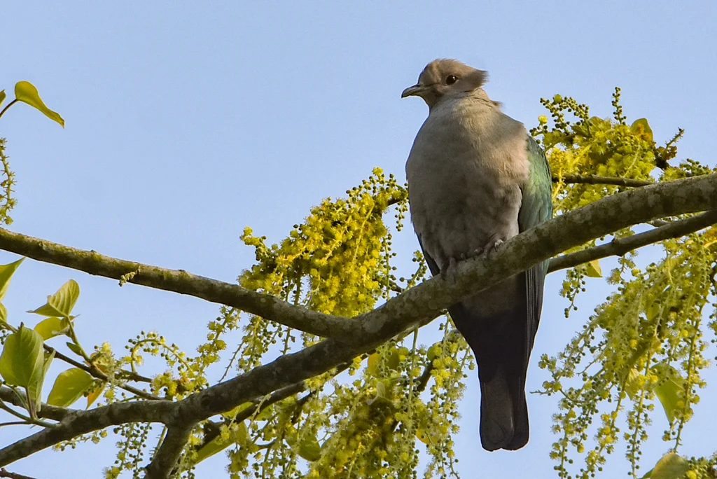 绿皇鸠(Ducula aenea)