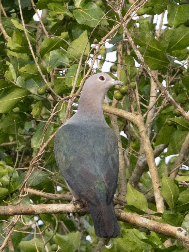 绿皇鸠(Ducula aenea)