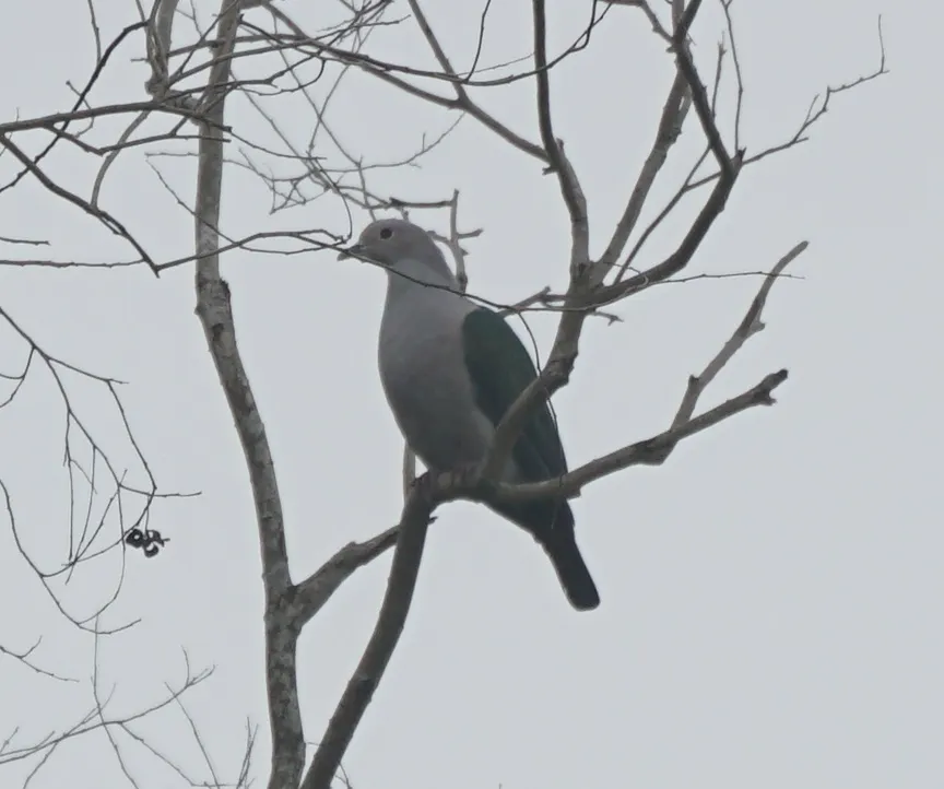 绿皇鸠(Ducula aenea)