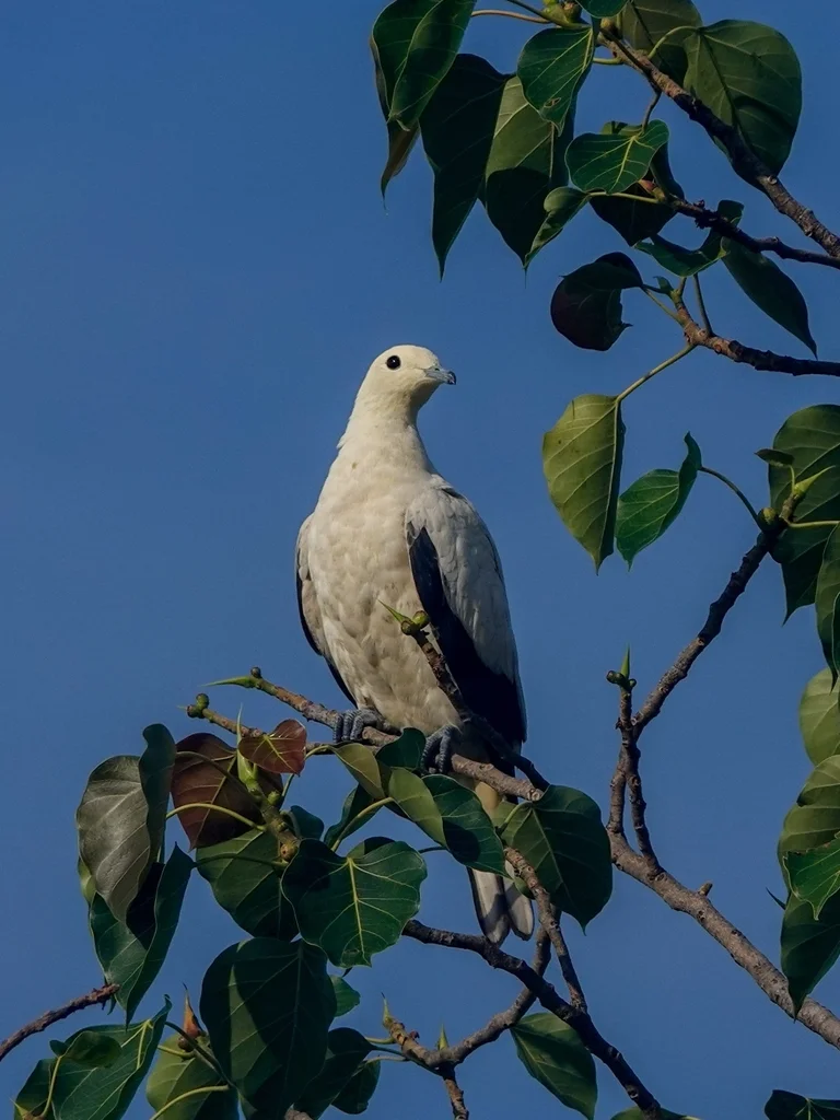 斑皇鸠(Ducula bicolor)