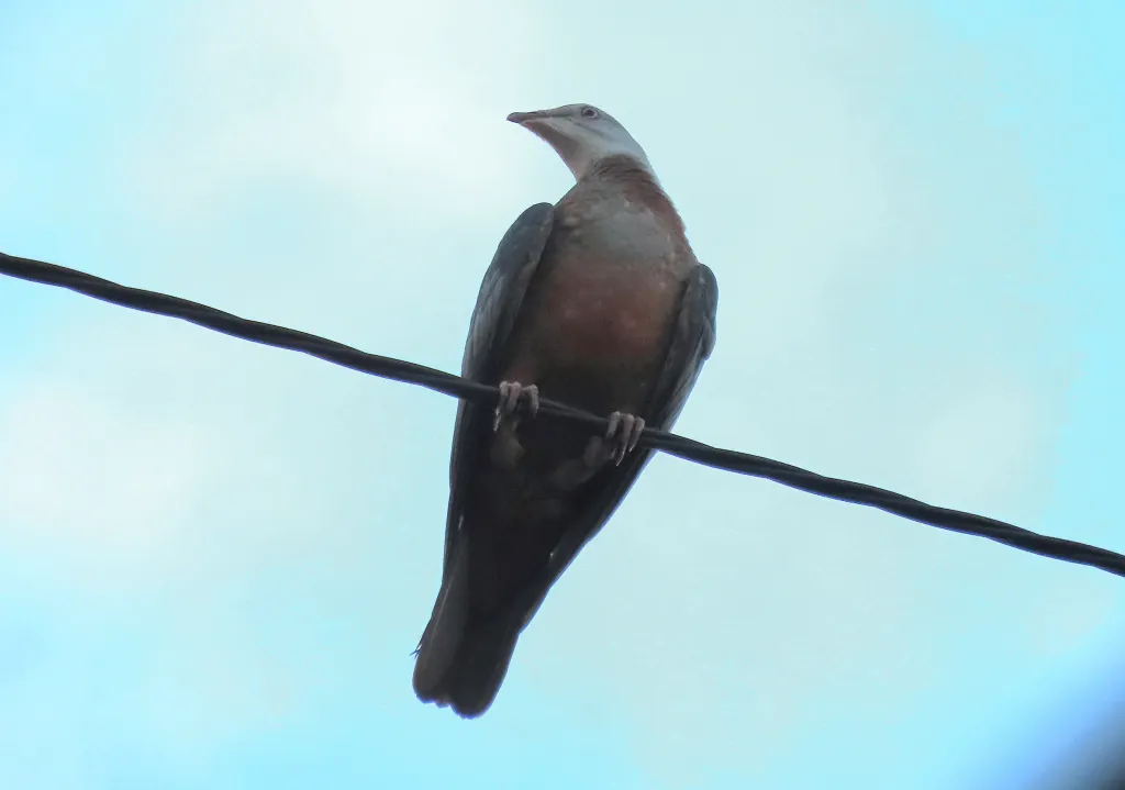 点斑皇鸠（Ducula carola）