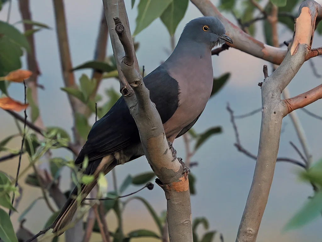 帝汶皇鸠(Ducula cineracea)