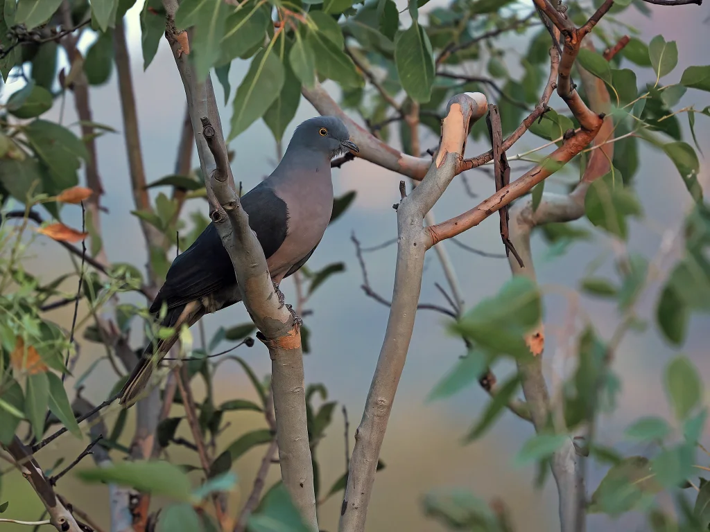 帝汶皇鸠(Ducula cineracea)