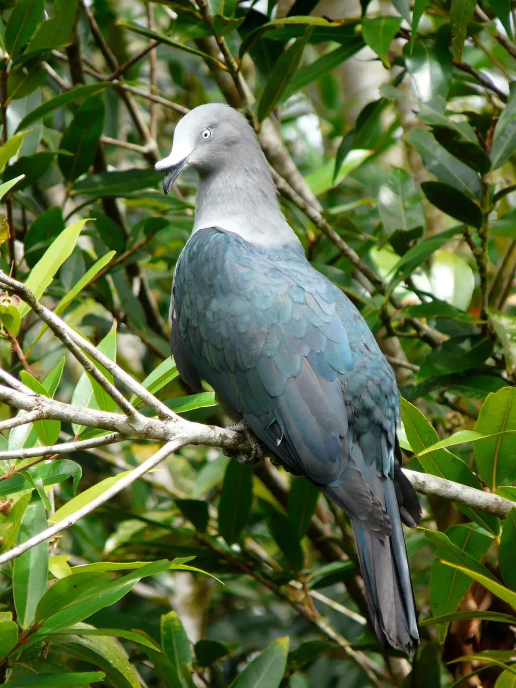 马克萨斯皇鸠(Ducula galeata)