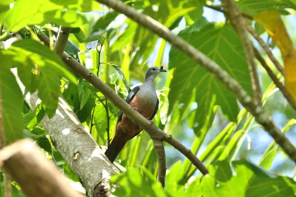 密克皇鸠(Ducula oceanica)