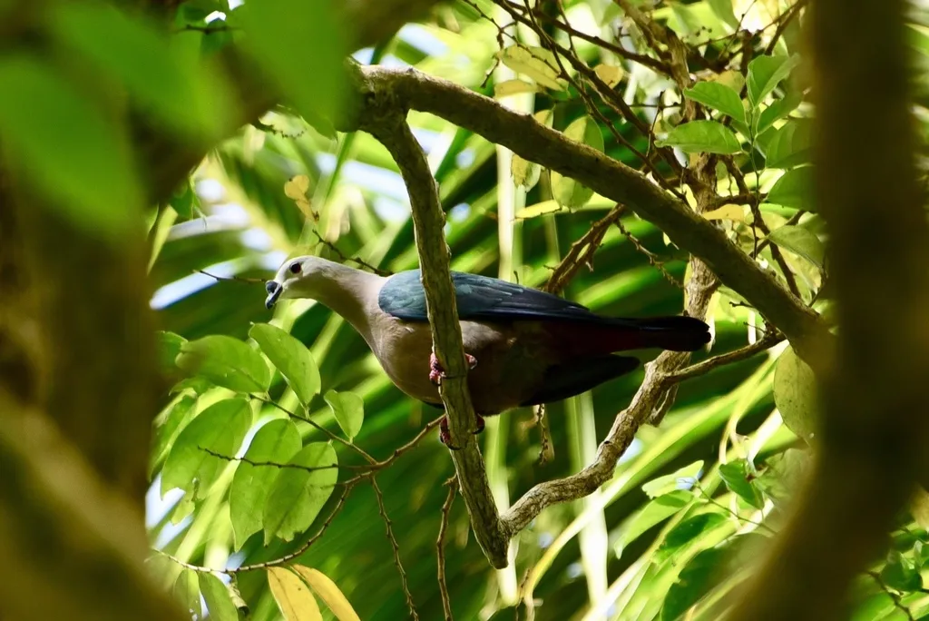 太平洋皇鸠(Ducula pacifica)