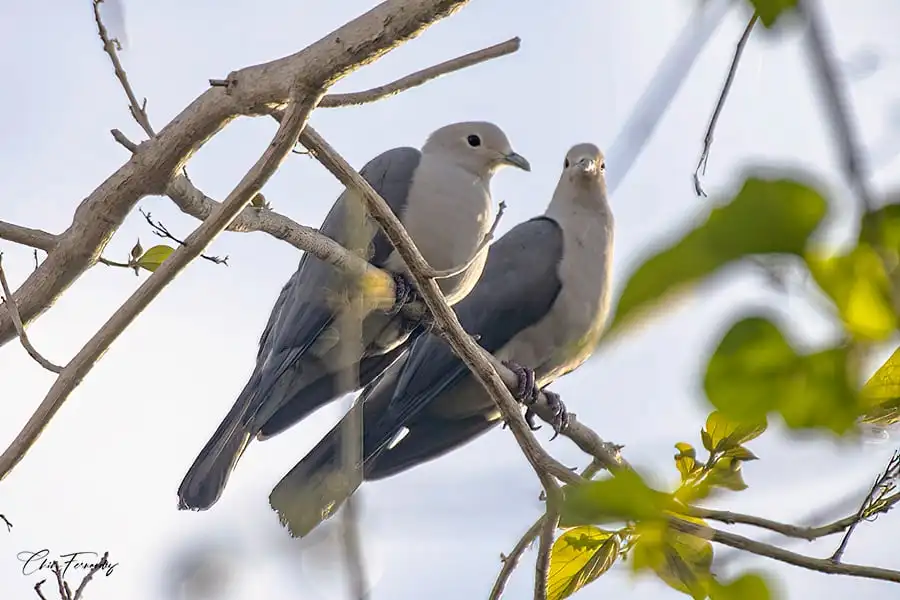 马来皇鸠(Ducula pickeringii)