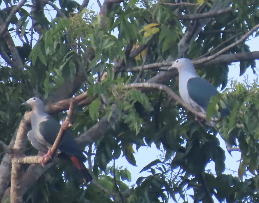 灰皇鸠(Ducula pistrinaria)