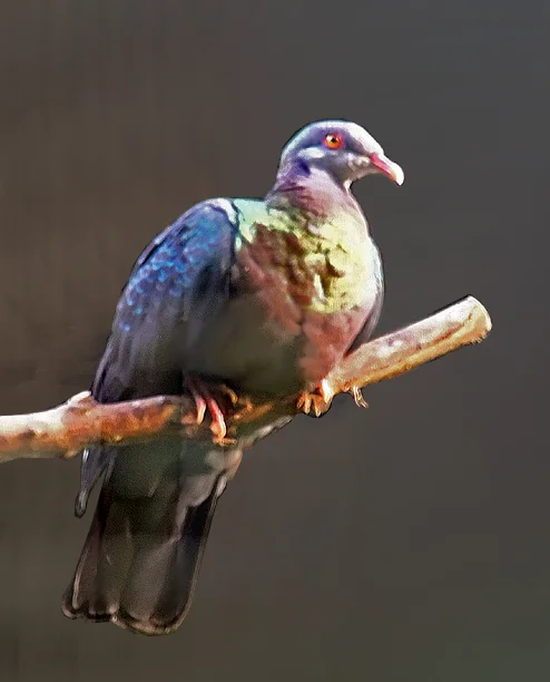 红腹皇鸠(Ducula poliocephala)