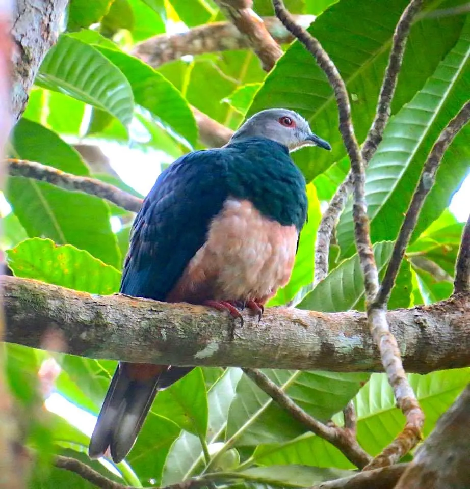 红腹皇鸠(Ducula poliocephala)